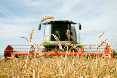 Szacunki zbiorów pszenicy wg Strategie Grains