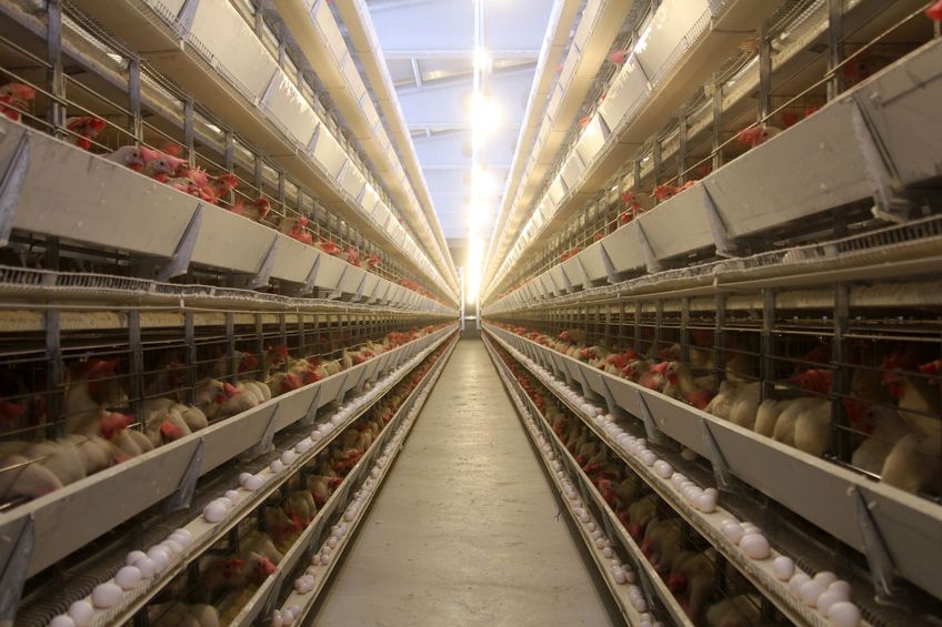 Polska największym producentem drobiu w UE