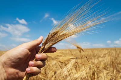 Tallange: Plony pszenicy w Polsce były rekordowo wysokie