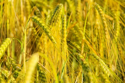 Zboża tanieją po raporcie USDA