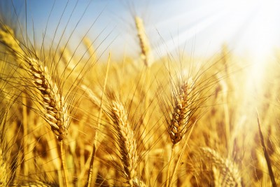 Spadek skupu zbóż w porównaniu z zeszłym rokiem