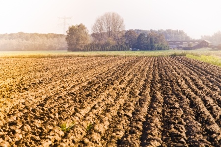 Rekordowe prognozy produkcji zbóż